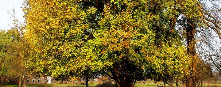 Baum des Jahres 2015: Der Feldahorn