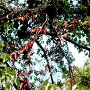 Obstbäume in Gefahr: Feuerbrand