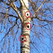 Höhlungen an Birkenstamm: Gefährlich oder nicht?