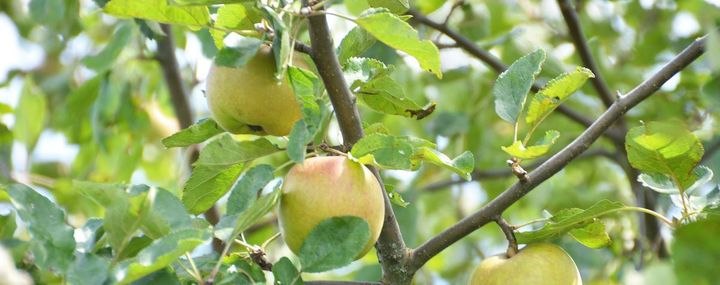 Apfelbaumzweig mit Äpfeln