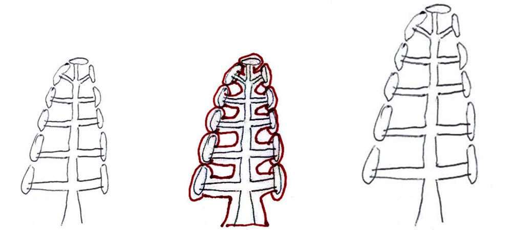 Kann eine Hecke wandern?