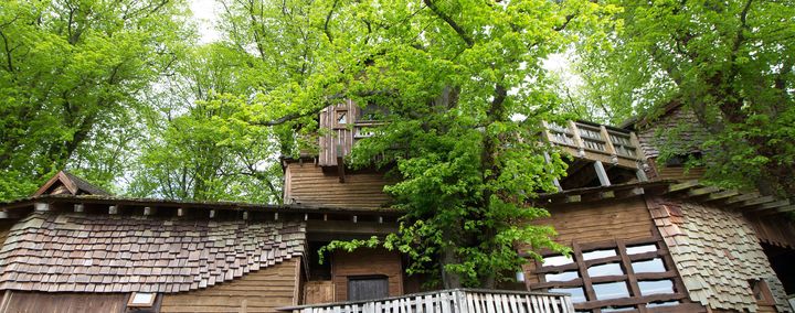 Urlaub in den Baumwipfeln: Baumhaushotels