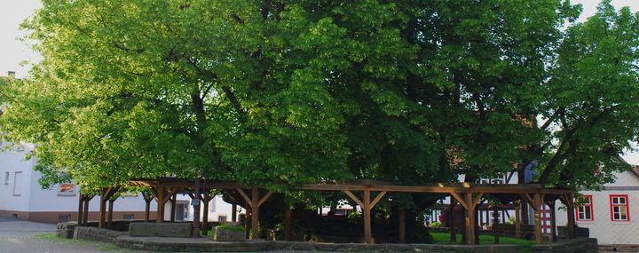 Der höchste, der dickste und der älteste Baum Deutschlands