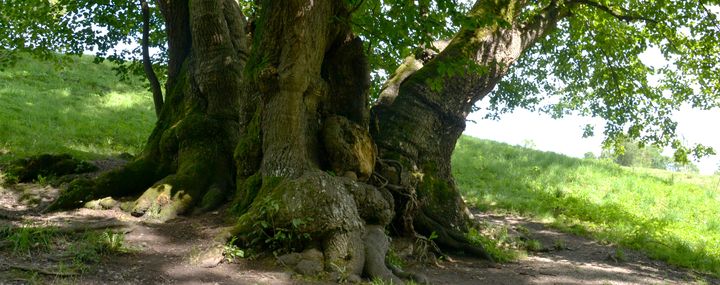 Starke Baumtypen: Tassilolinde von Wessobrunn