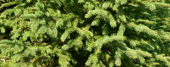 Die Fichte als Gartenbaum