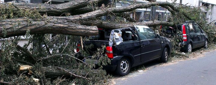 Verkehrssicherungspflicht – Wenn Bäume auf Autos fallen!