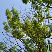 Eschentriebsterben - Pilz bedroht heimische Eschen