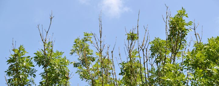 Eschentriebsterben - Pilz bedroht heimische Eschen