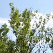 Eschentriebsterben - Pilz bedroht heimische Eschen