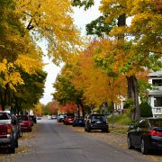 Verkehrssicherungspflicht: Wenn Bäume auf Autos fallen!