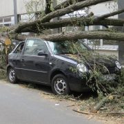 Verkehrssicherungspflicht: Wenn Bäume auf Autos fallen!