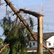 Wann stürzt ein Baum? Wer haftet bei Baumbruch?