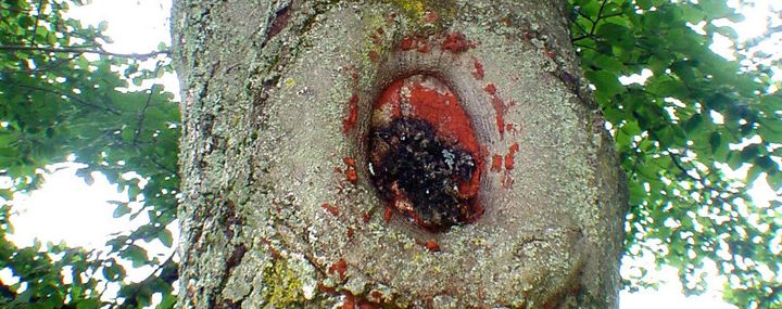 Der Einsatz von Wundverschlussmittel beim Baum- und Obstbaumschnitt