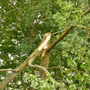 Standhaft im Sturm: Baumpflege durch den Fachmann
