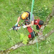 Standhaft im Sturm: Baumpflege durch den Fachmann