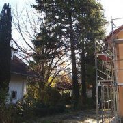 Nachbar fordert Einkürzung von Fichten: Was tun?