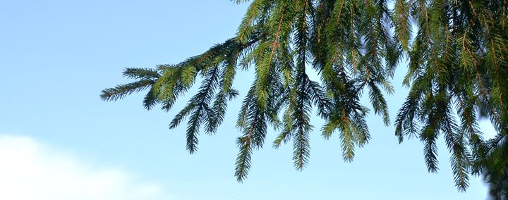 Nachbar fordert Einkürzung von Fichten: Was tun?