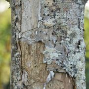 Eschentriebsterben - Pilz bedroht heimische Eschen