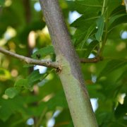 Eschentriebsterben - Pilz bedroht heimische Eschen