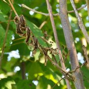 Eschentriebsterben - Pilz bedroht heimische Eschen
