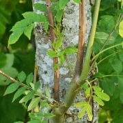 Eschentriebsterben - Pilz bedroht heimische Eschen