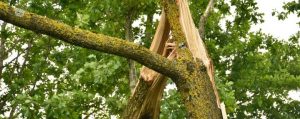 Sturmschäden an Bäumen in Gärten beseitigen