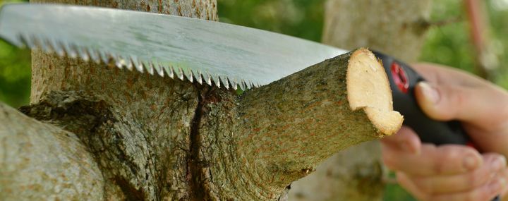 Richtiger Gehölzschnitt: Was bedeutet auf Astring schneiden?