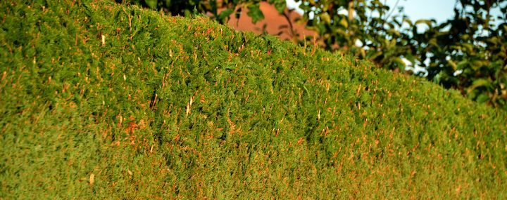 Streit an der Grundstücksgrenze: Heckenhöhe