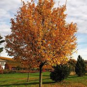 Baum des Jahres 2015: Der Feld-Ahorn