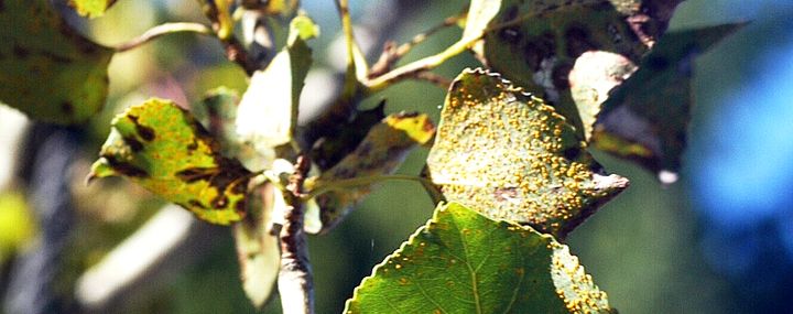 Pflanzenschutz – Baumkrankheiten erkennen