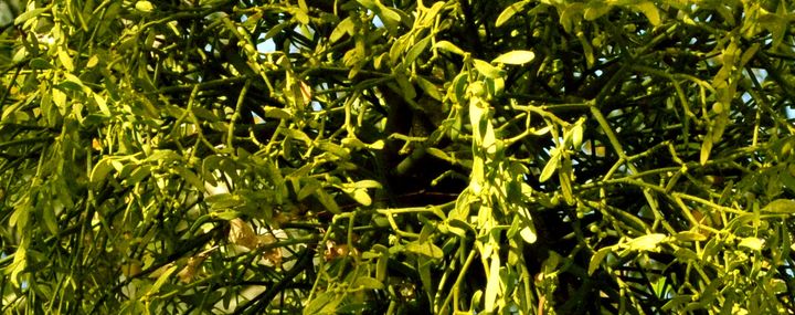 Starker Mistel-Befall: Apfelbaum noch zu retten?