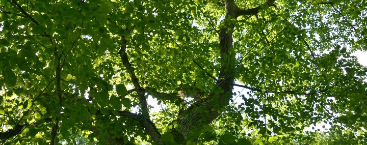 Alte Baumveteranen: Von Linden begleitet