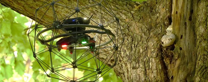 Drohnen: Fliegende Helfer für Baumkontrollen