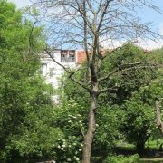 Alter Kirschbaum schwächelt: Monilia-Befall?