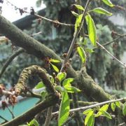 Alter Kirschbaum schwächelt: Monilia-Befall?