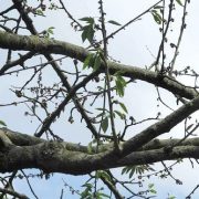 Alter Kirschbaum schwächelt: Monilia-Befall?