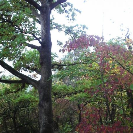 Eiche nordseitig ohne Äste: Was kann man tun?