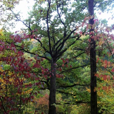 Eiche nordseitig ohne Äste: Was kann man tun?