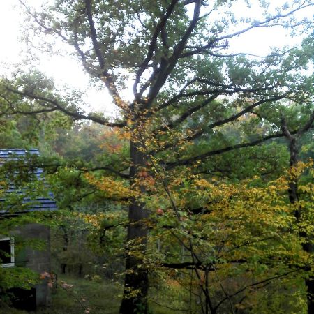 Eiche nordseitig ohne Äste: Was kann man tun?