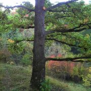 Eiche nordseitig ohne Äste: Was kann man tun?