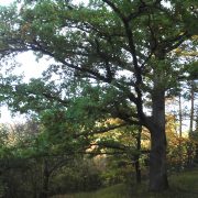 Eiche nordseitig ohne Äste: Was kann man tun?