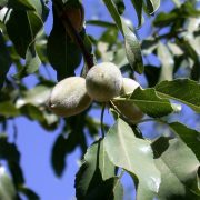 Mandelbaum im Garten pflanzen und pflegen