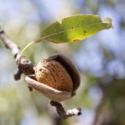 Mandelbaum im Garten pflanzen und pflegen