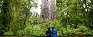 Kauri-Bäume: Neuseelands bedrohte Giganten