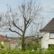 Walnussbaum ohne Blätter – Tod durch Spätfrost?