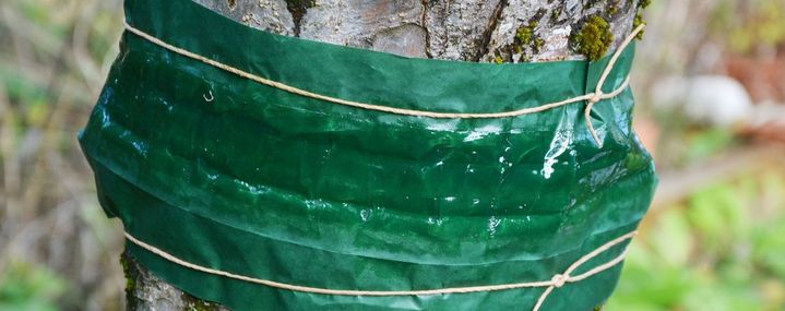 Leimringe gegen Frostspanner an Obstbäumen