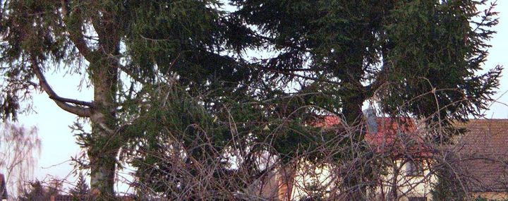 Beeinträchtigt Astung die Standsicherheit?