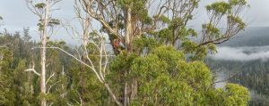 The Tasmanian Tree Project