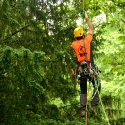 Baumkletter-Meisterschaften: Master's Challenge