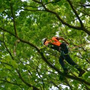 Baumkletter-Meisterschaften: Master's Challenge